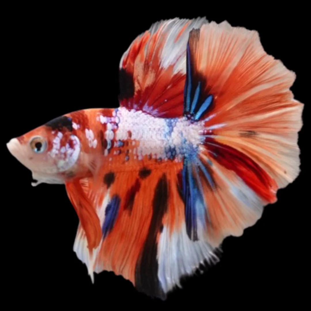 Rare Halfmoon Multicolors Betta Fish (Male)
