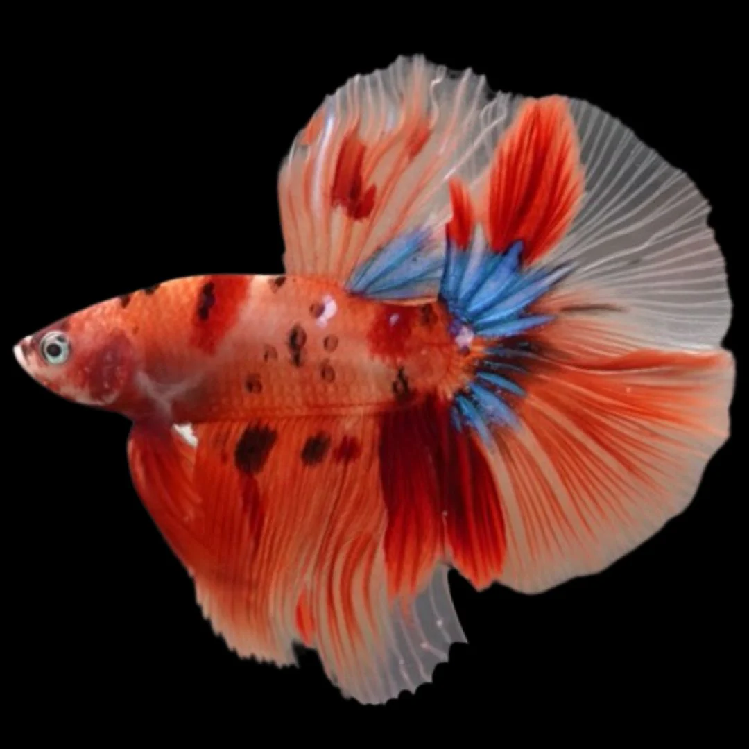 Rare Halfmoon Multicolors Betta Fish (Male)