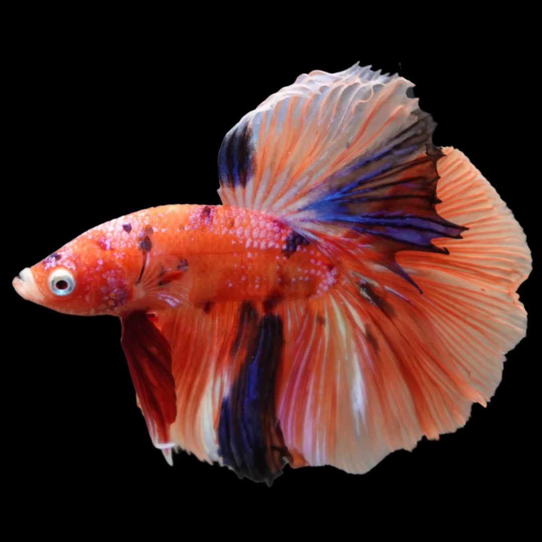 Rare Halfmoon Multicolors Betta Fish (Male)