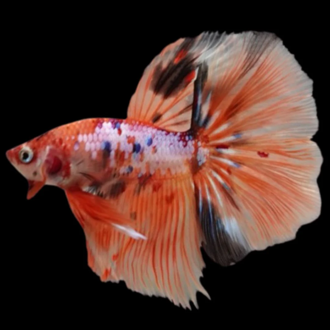 Rare Halfmoon Multicolors Betta Fish (Male)