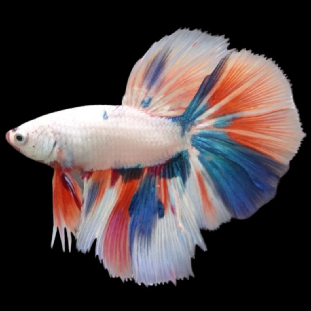 Rare Halfmoon Multicolors Betta Fish (Male)