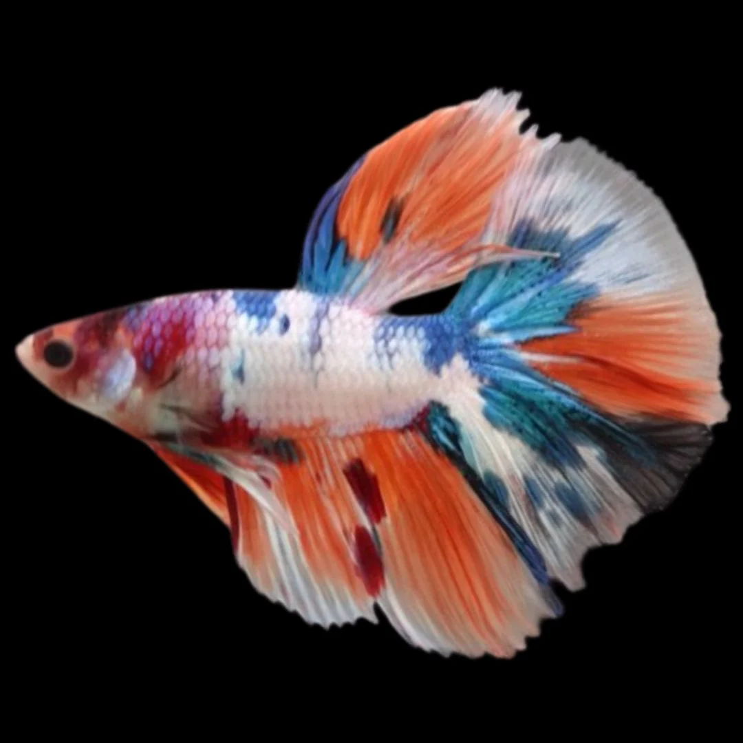 Rare Halfmoon Multicolors Betta Fish (Male)