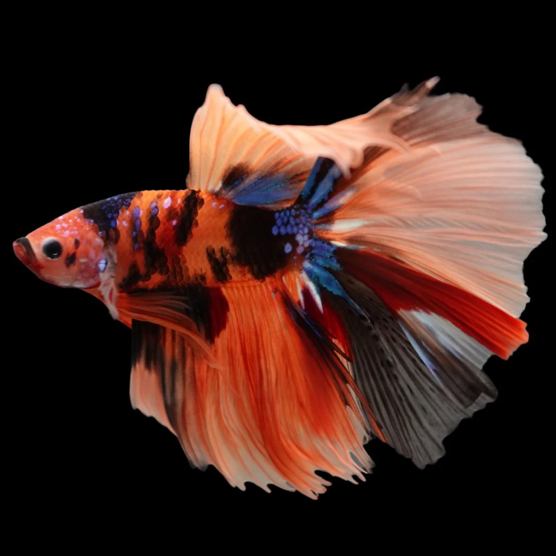 Rare Halfmoon Multicolors Betta Fish (Male)