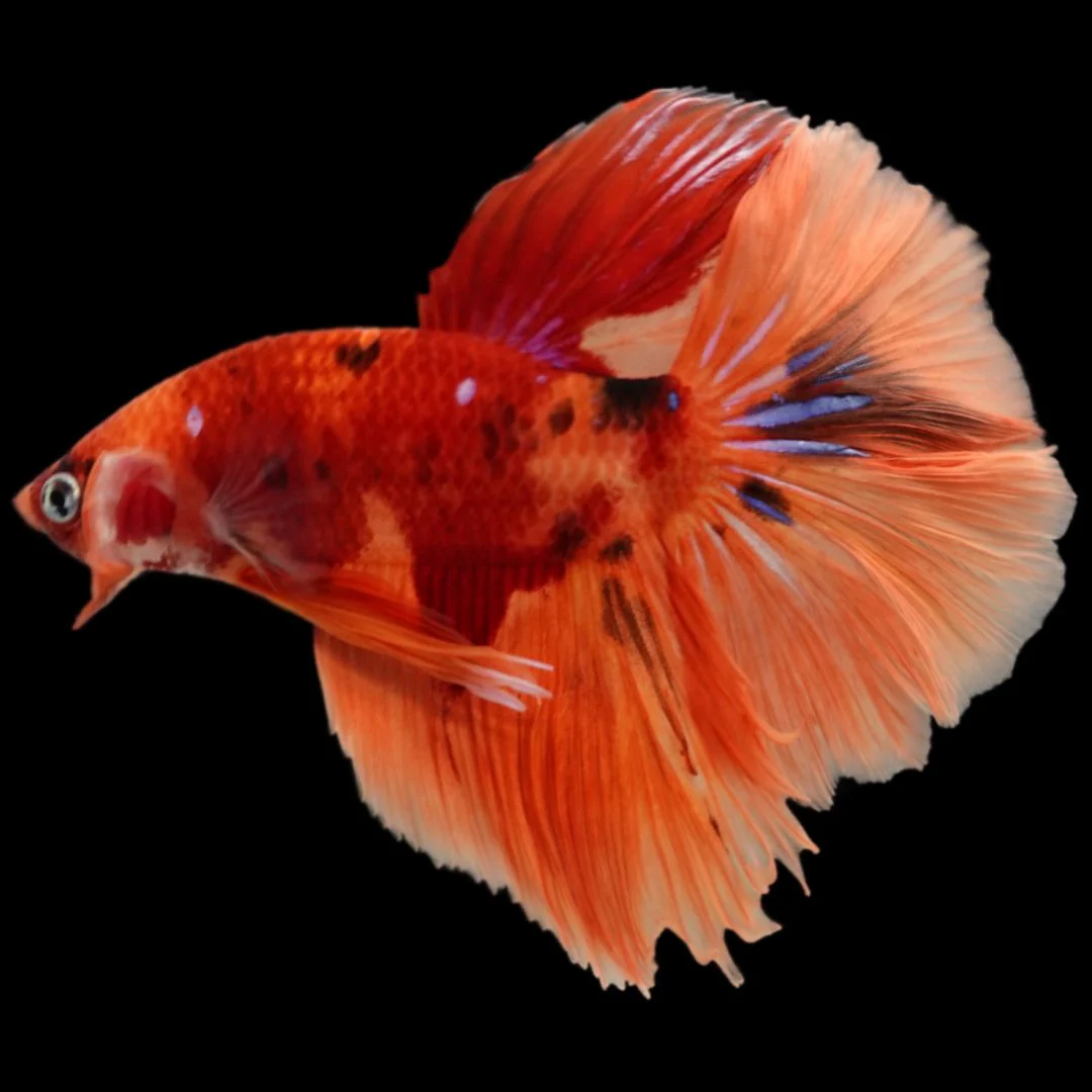 Rare Halfmoon Multicolors Betta Fish (Male)