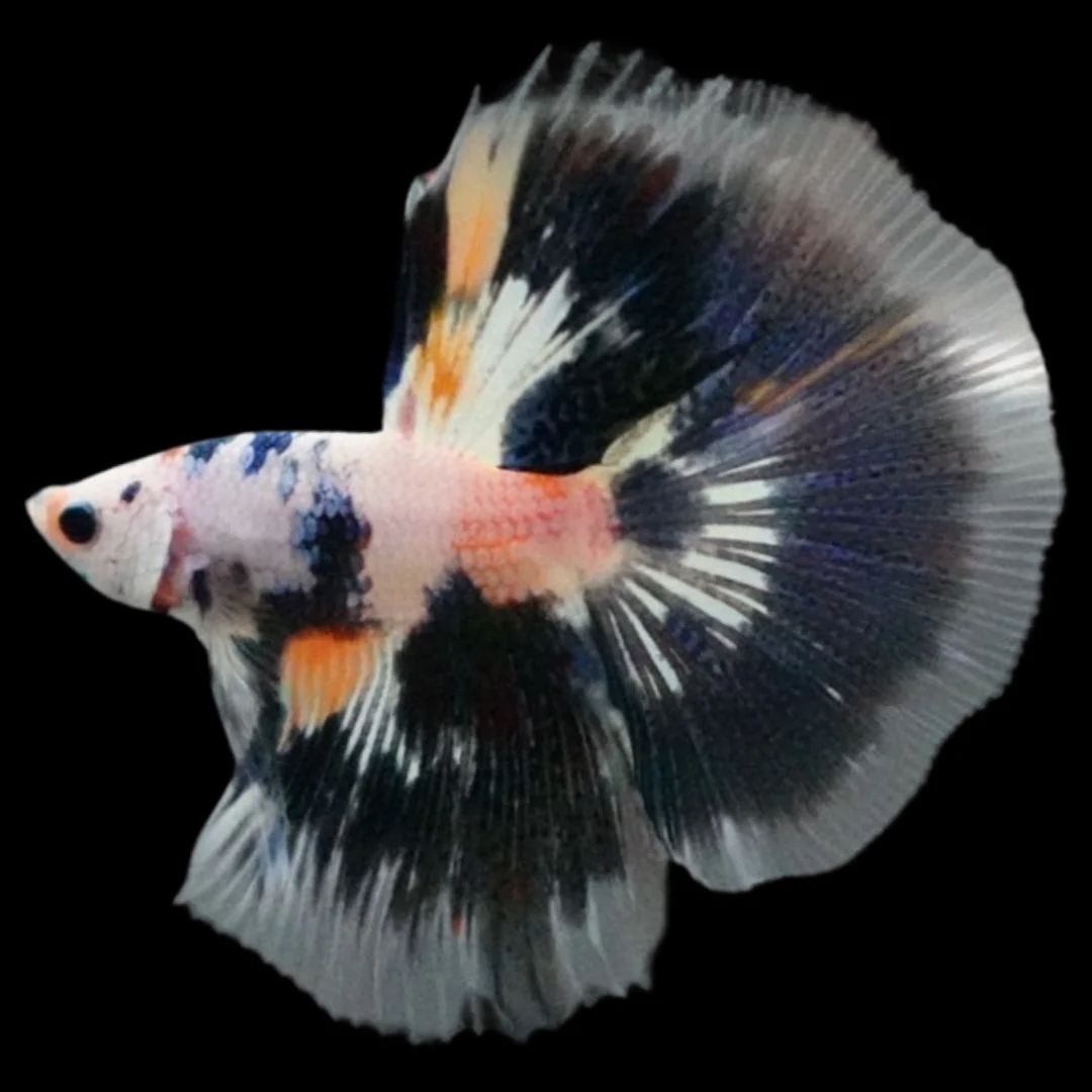 Rare Halfmoon Multicolors Betta Fish (Male)