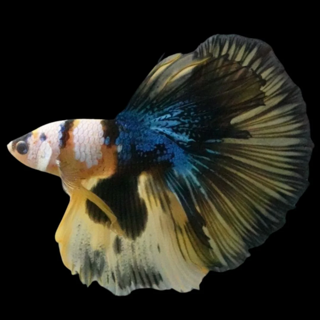 Rare Halfmoon Multicolors Betta Fish (Male)