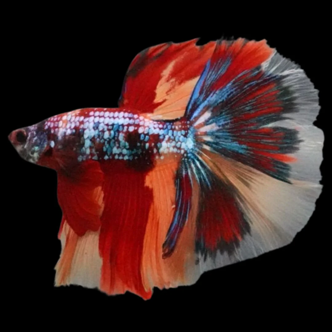 Rare Halfmoon Multicolors Betta Fish (Male)