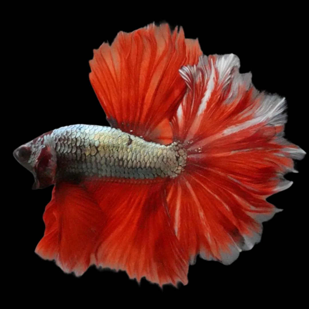 Rare Halfmoon Red Copper Rose Tail Betta Fish (Male)