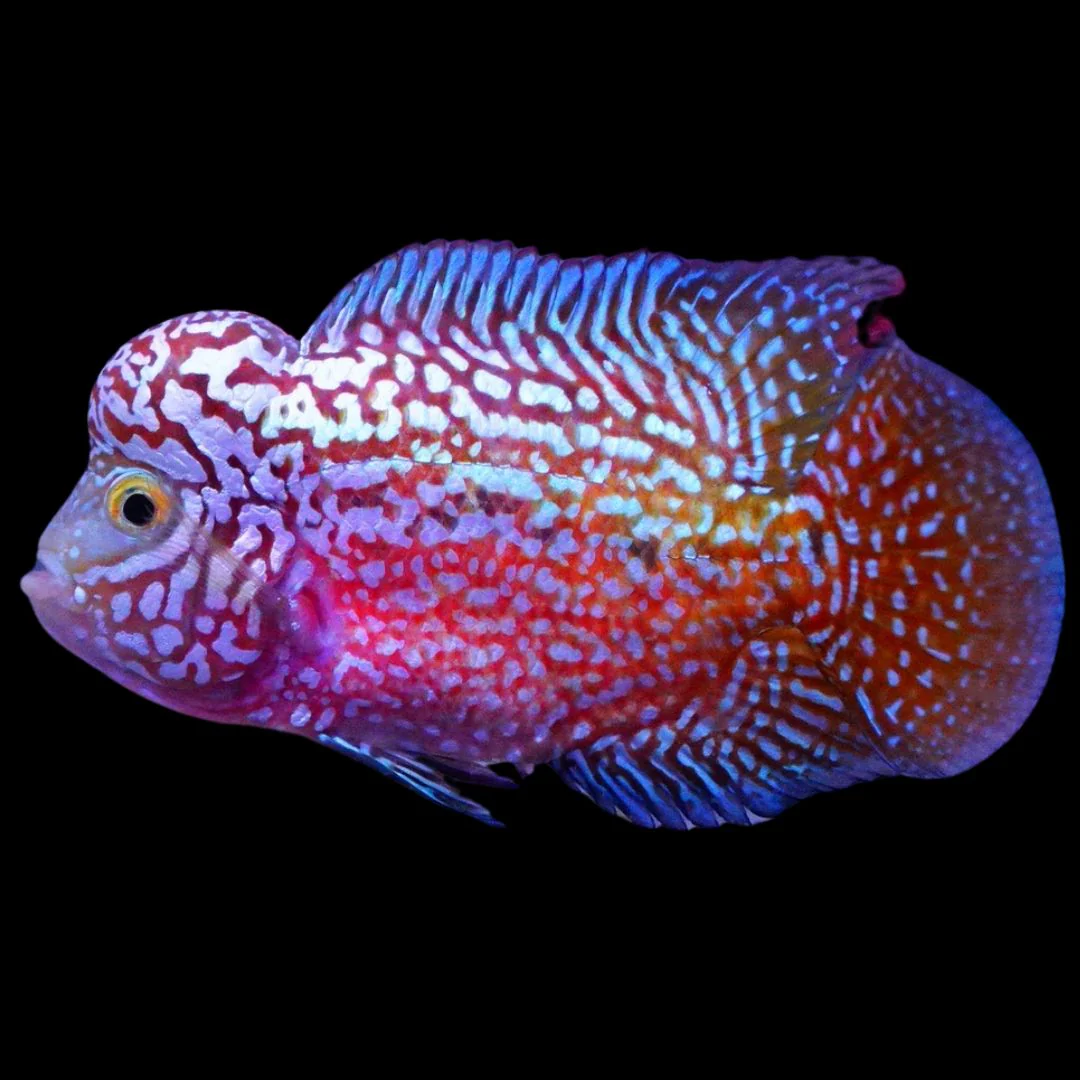 Rare Kamfa Flowerhorn