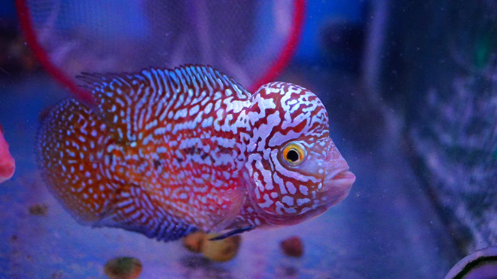 Rare Kamfa Flowerhorn - Image 2