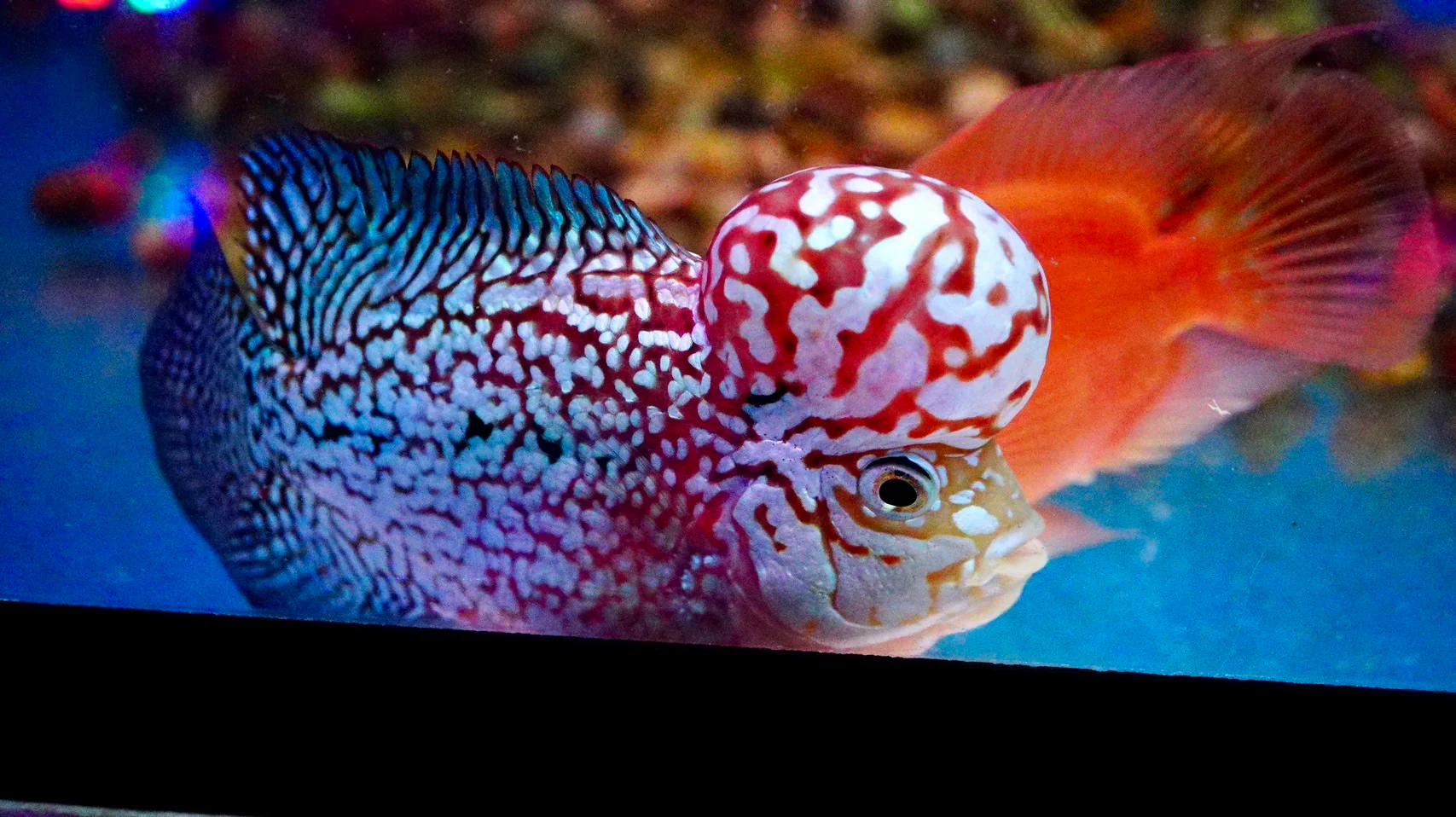 Rare Kamfa Flowerhorn 4.5 inch - Image 2