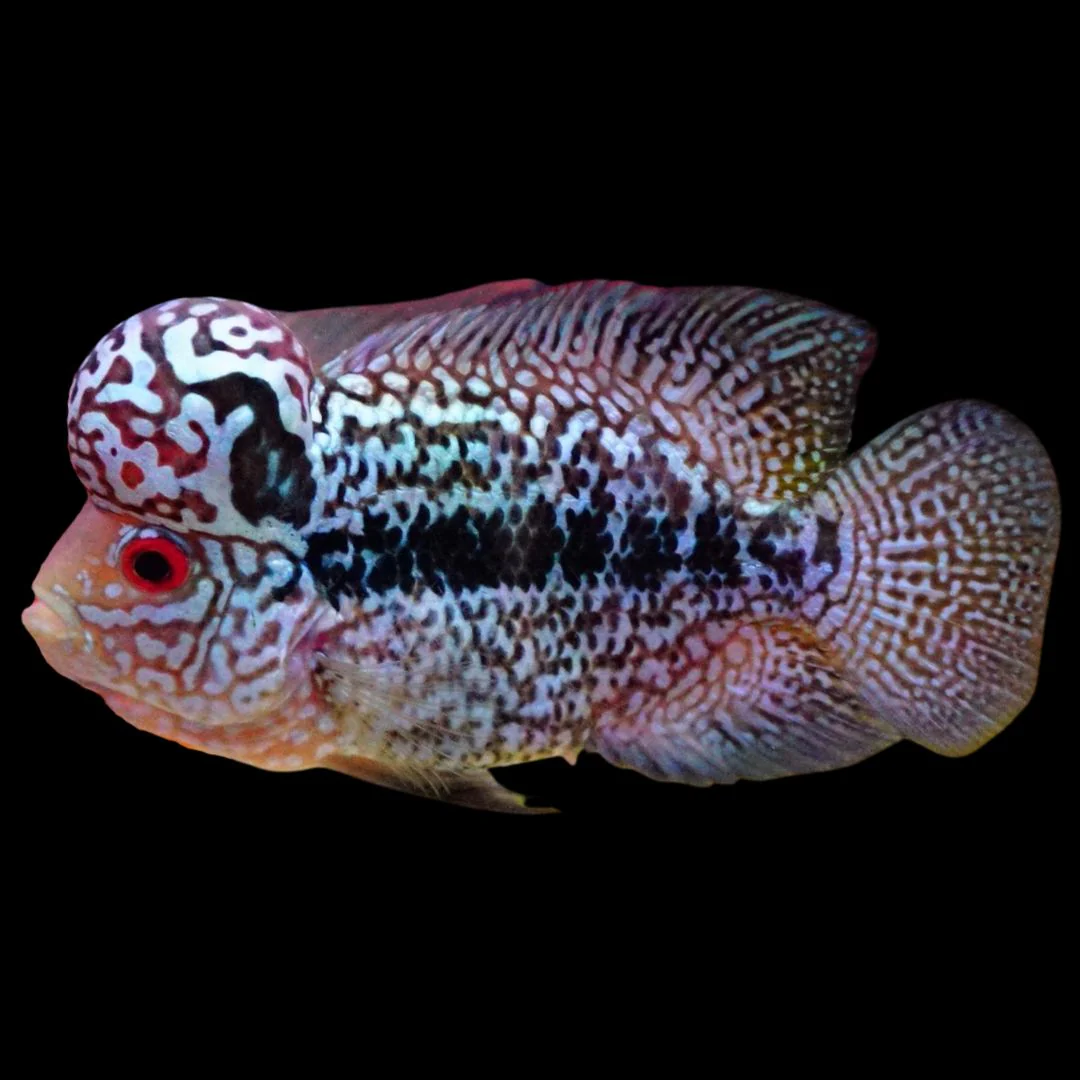 Rare Kamfa Flowerhorn 4 inch