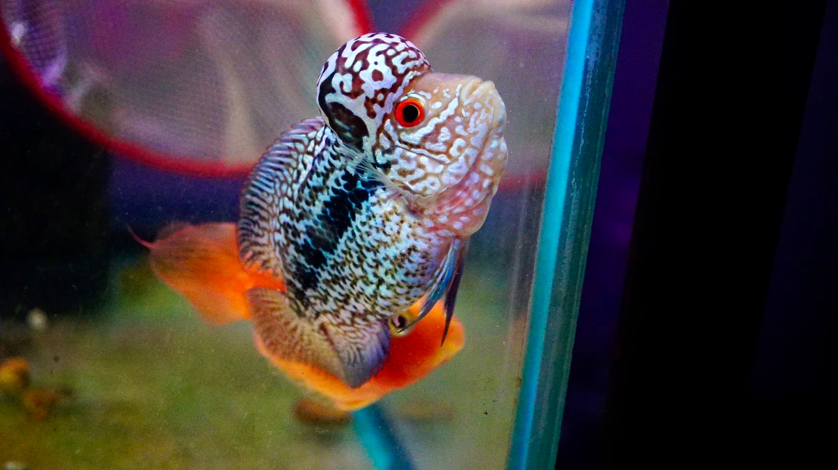 Rare Kamfa Flowerhorn 4 inch - Image 2