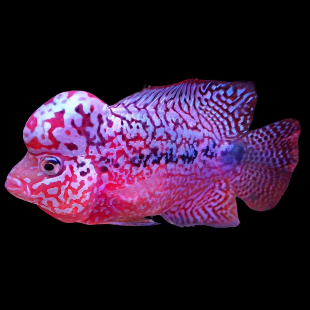 Rare Kamfa Flowerhorn