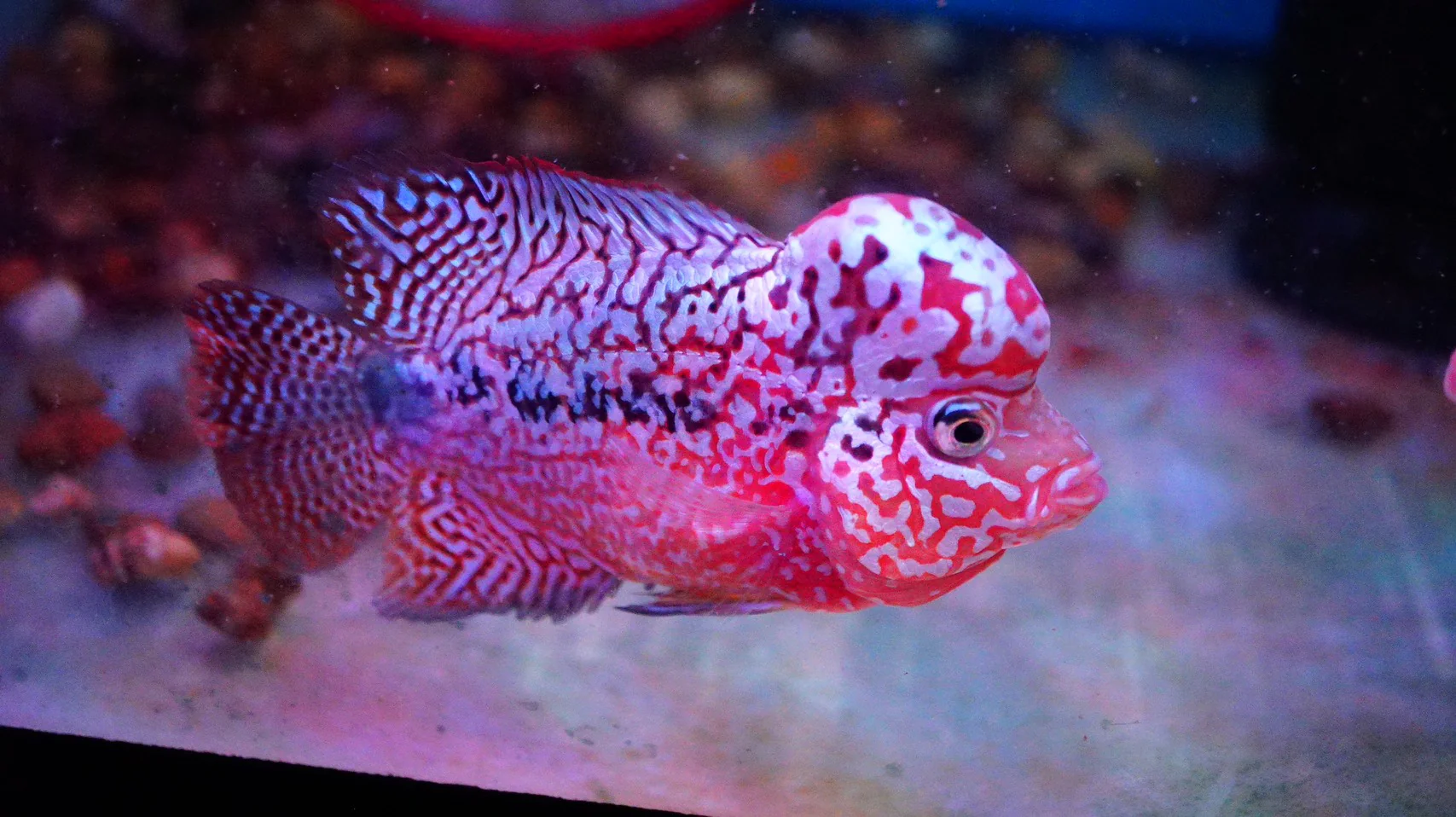 Rare Kamfa Flowerhorn - Image 2