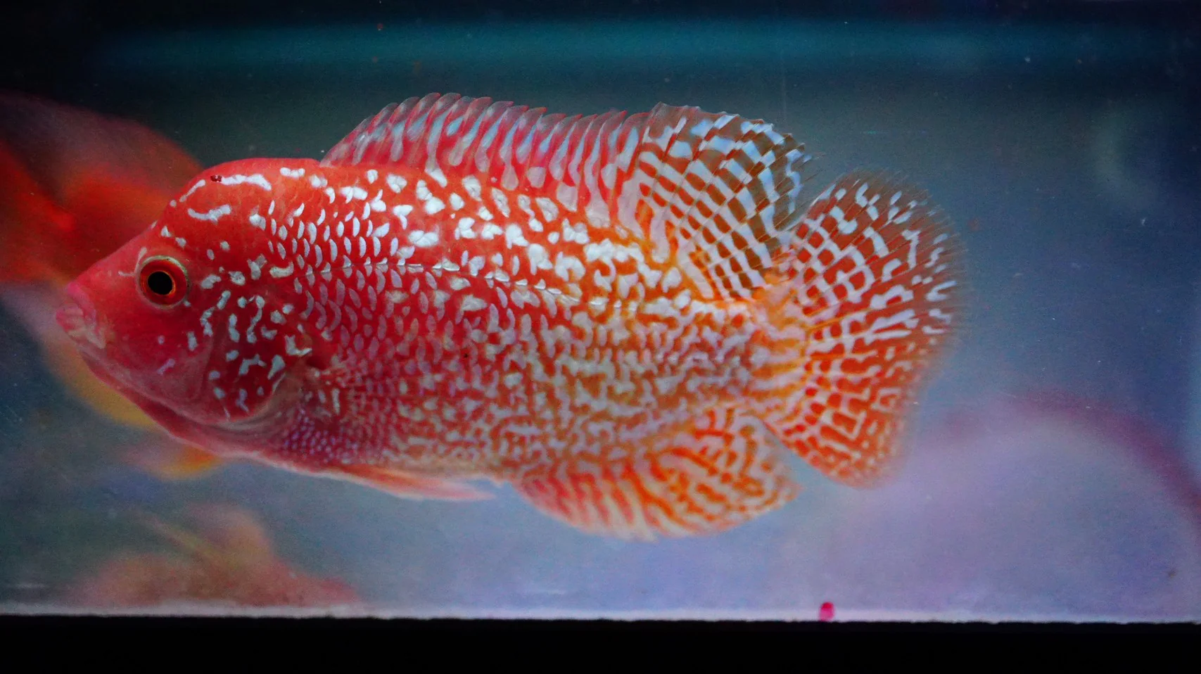 Rare Kamfa Golden Base Flowerhorn 3.5 inch - Image 2