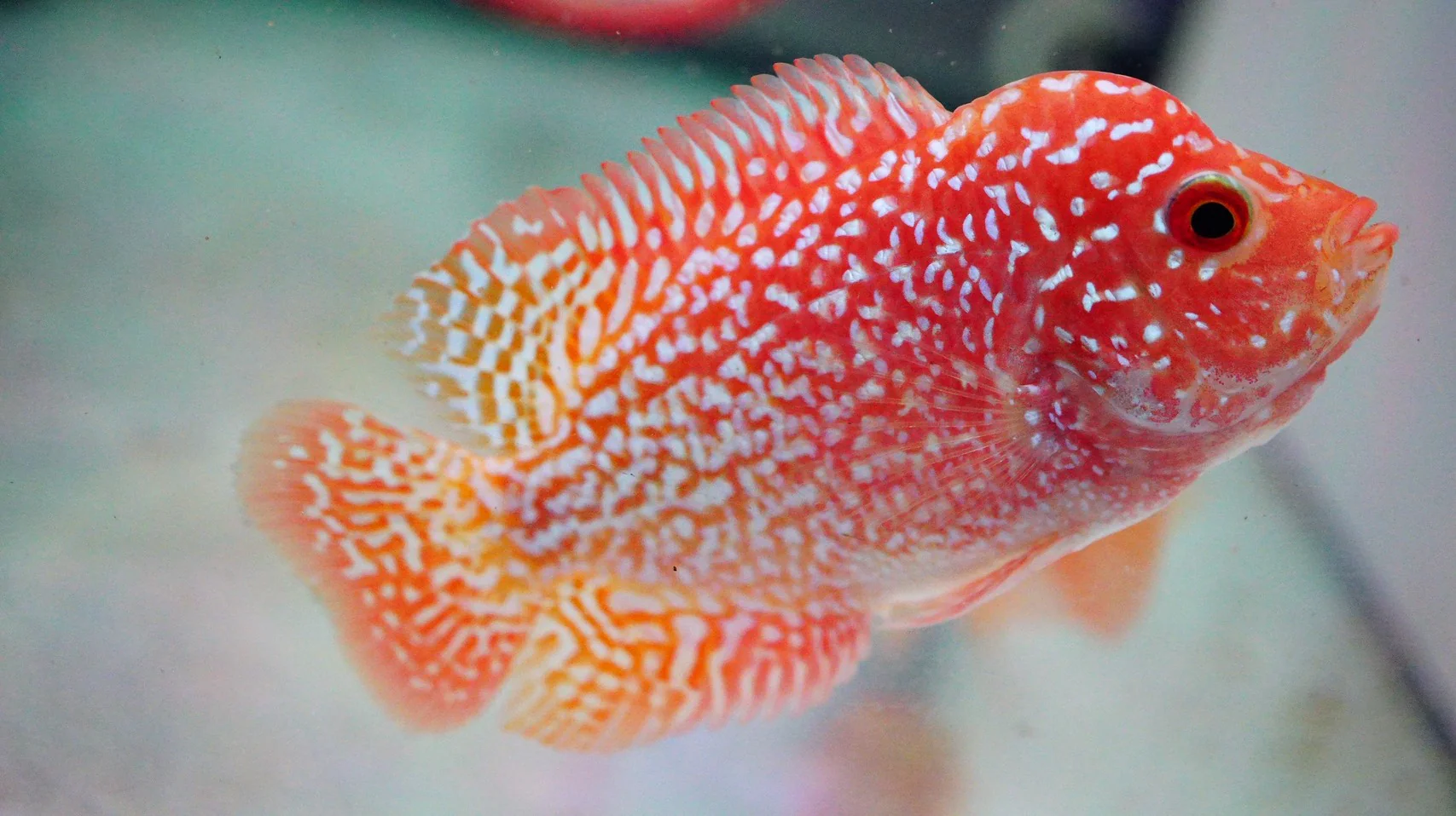 Rare Kamfa Golden Base Flowerhorn 3.5 inch - Image 2