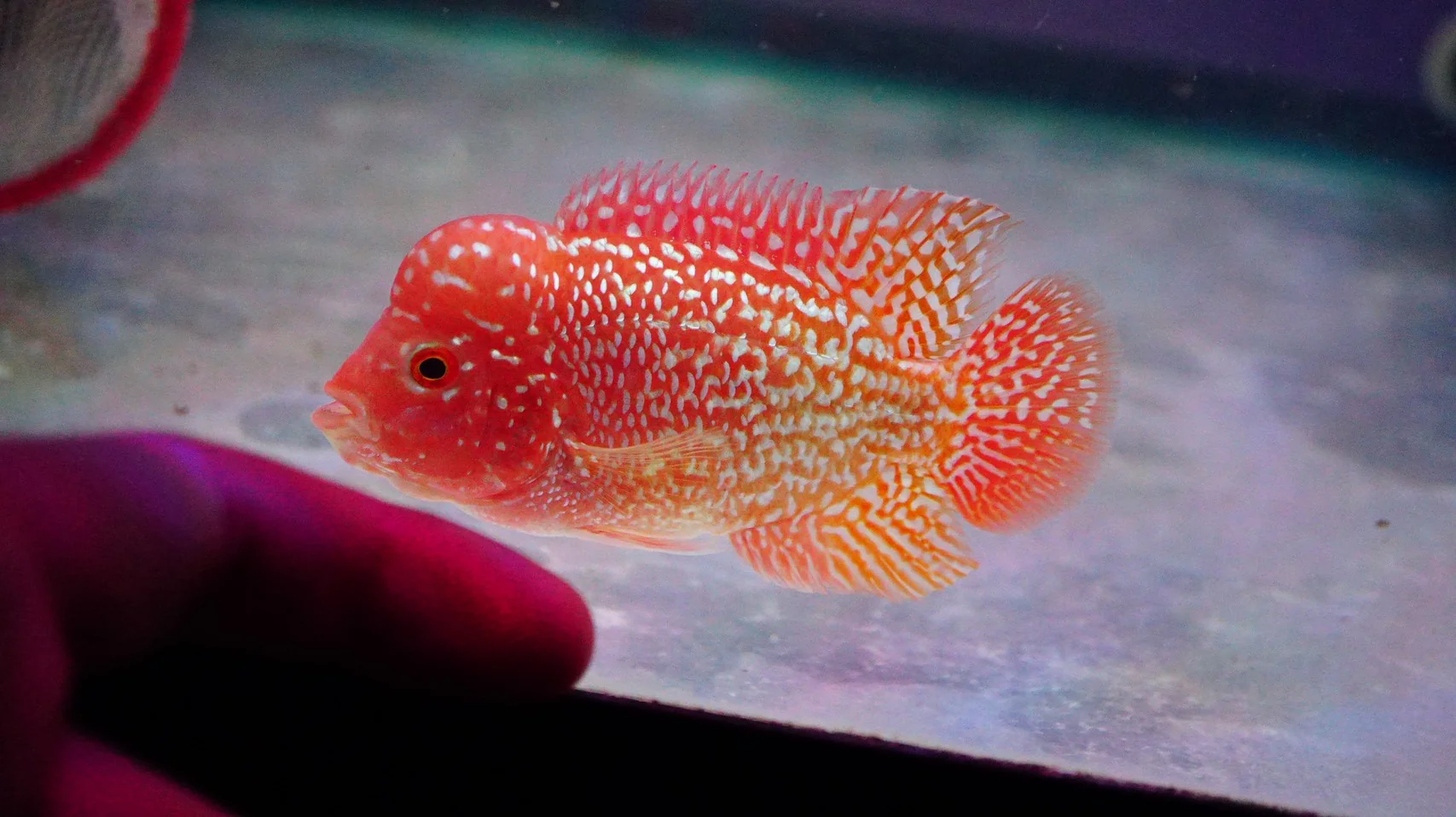 Rare Kamfa Golden Base Flowerhorn 3.5 inch - Image 2