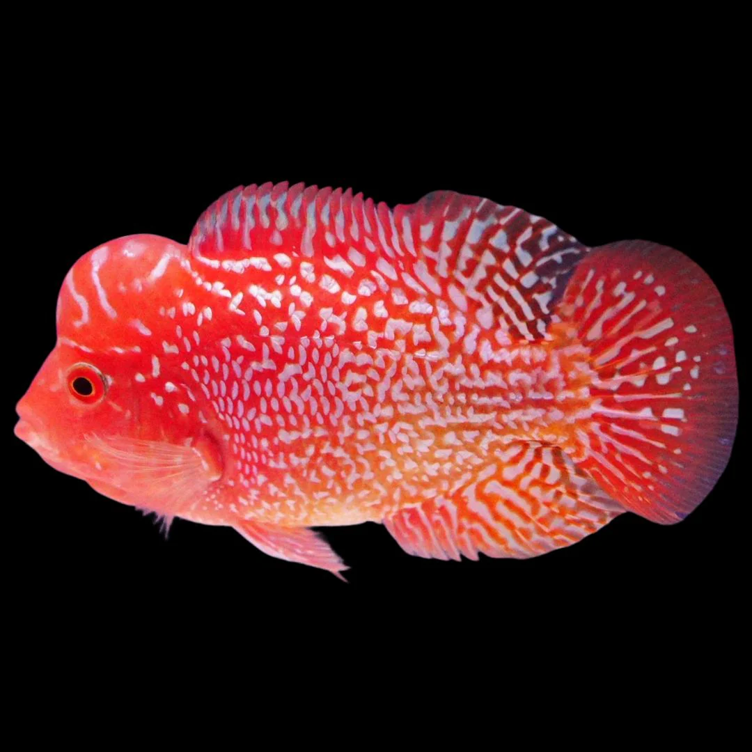 Rare Kamfa Golden Base Flowerhorn 3.5 inch