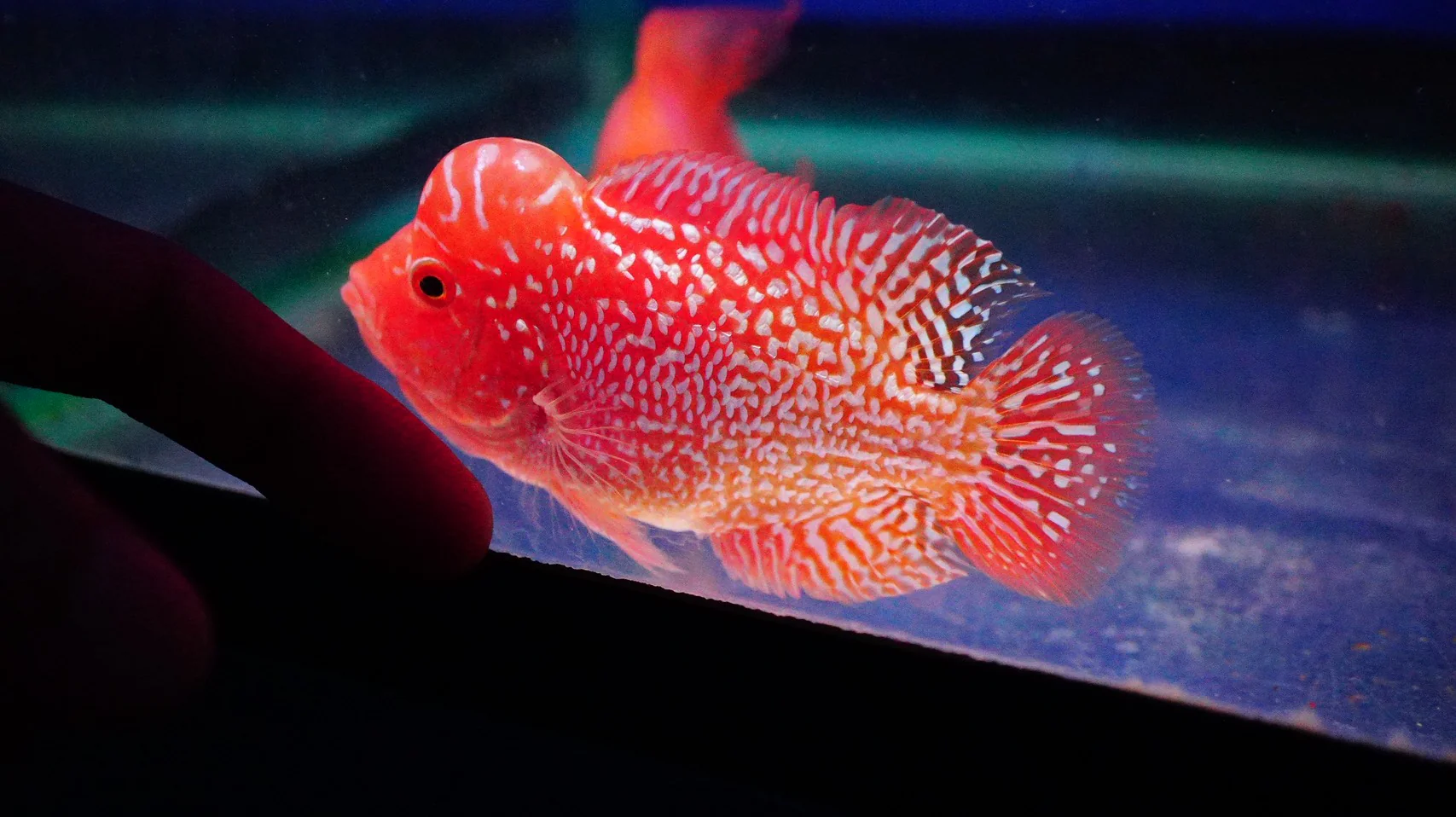 Rare Kamfa Golden Base Flowerhorn 3.5 inch - Image 2
