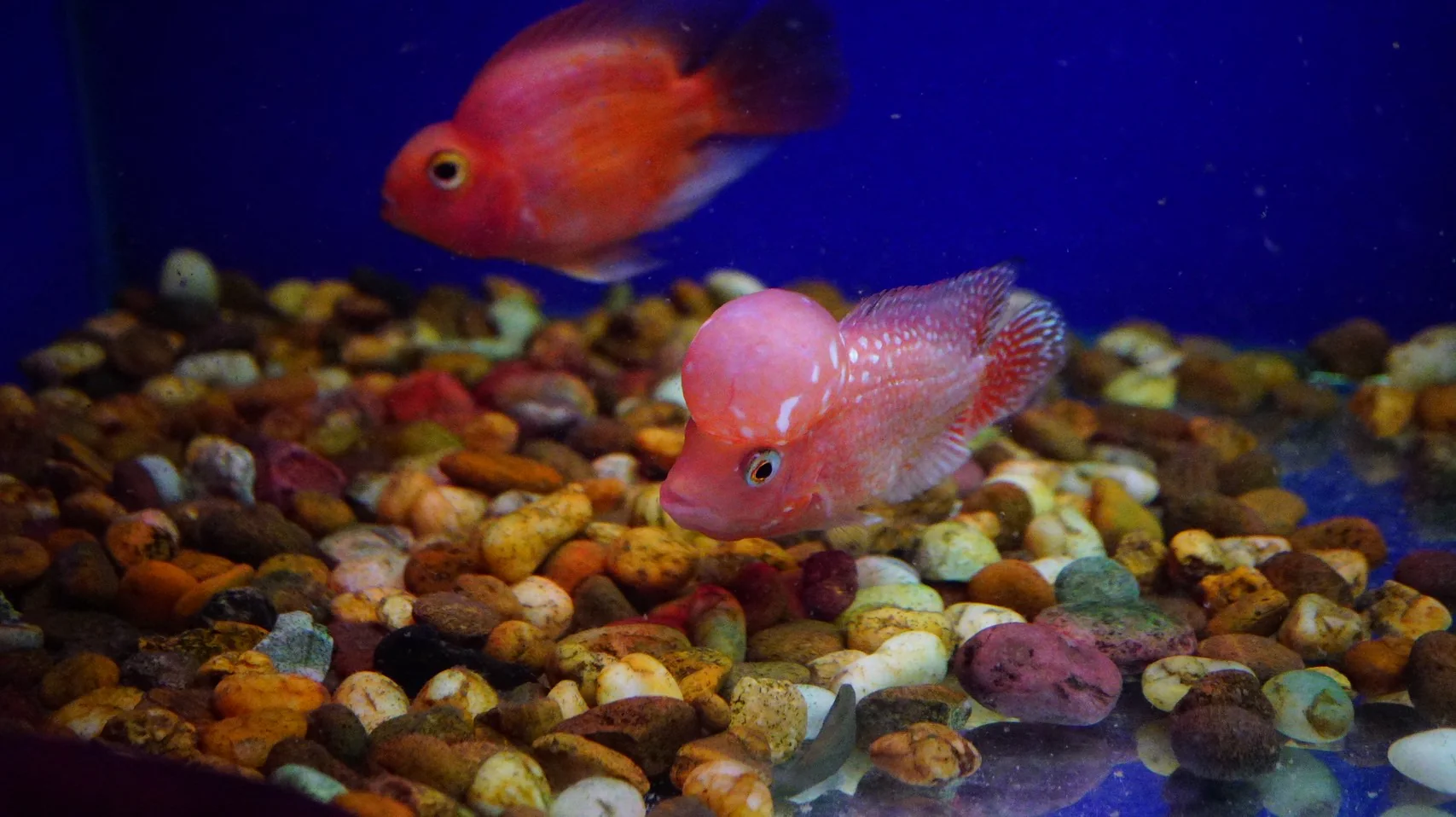 Rare Kamfa Golden Base Flowerhorn 3.5 inch - Image 2