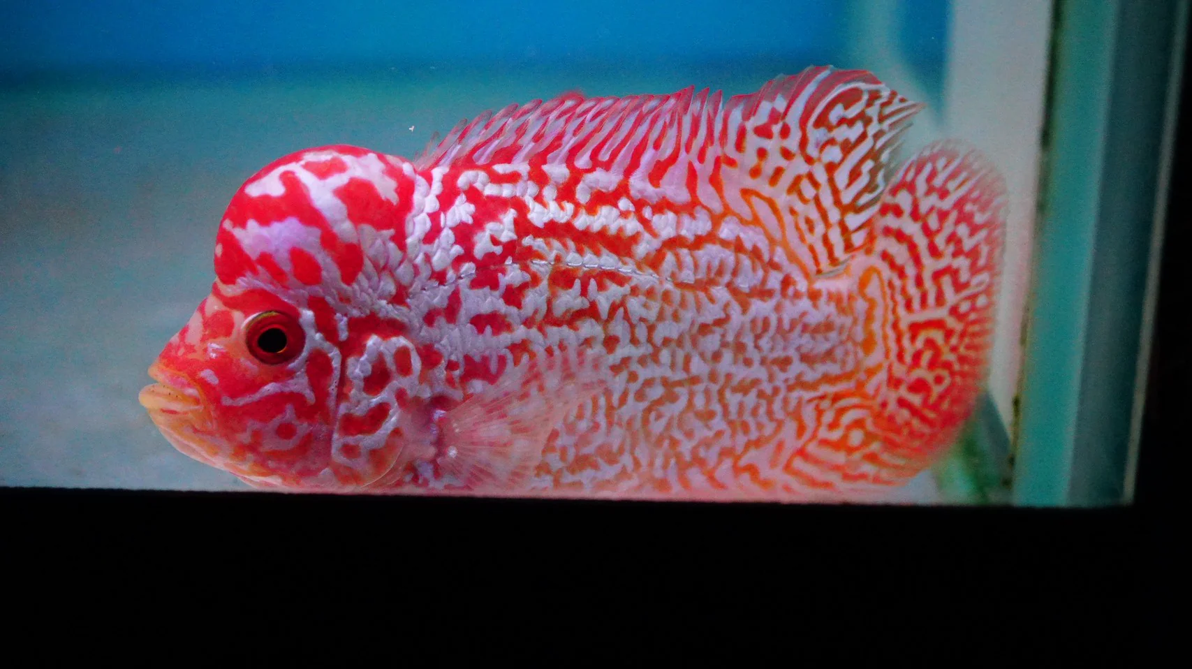 Rare Kamfa Golden Base Flowerhorn 3.5 inch - Image 2