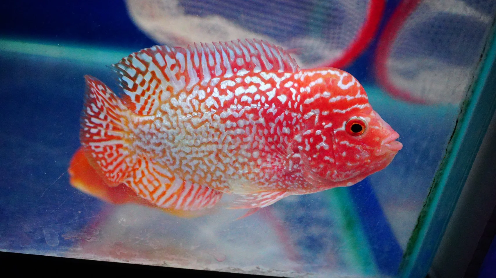 Rare Kamfa Golden Base Flowerhorn 3.5 inch - Image 2