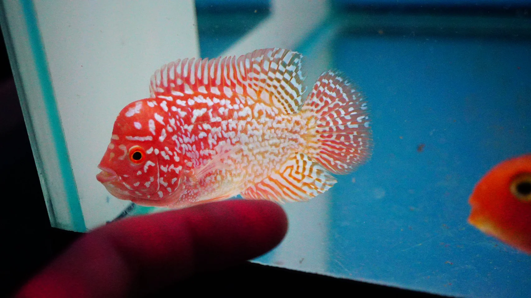 Rare Kamfa Golden Base Flowerhorn 3 inch - Image 2
