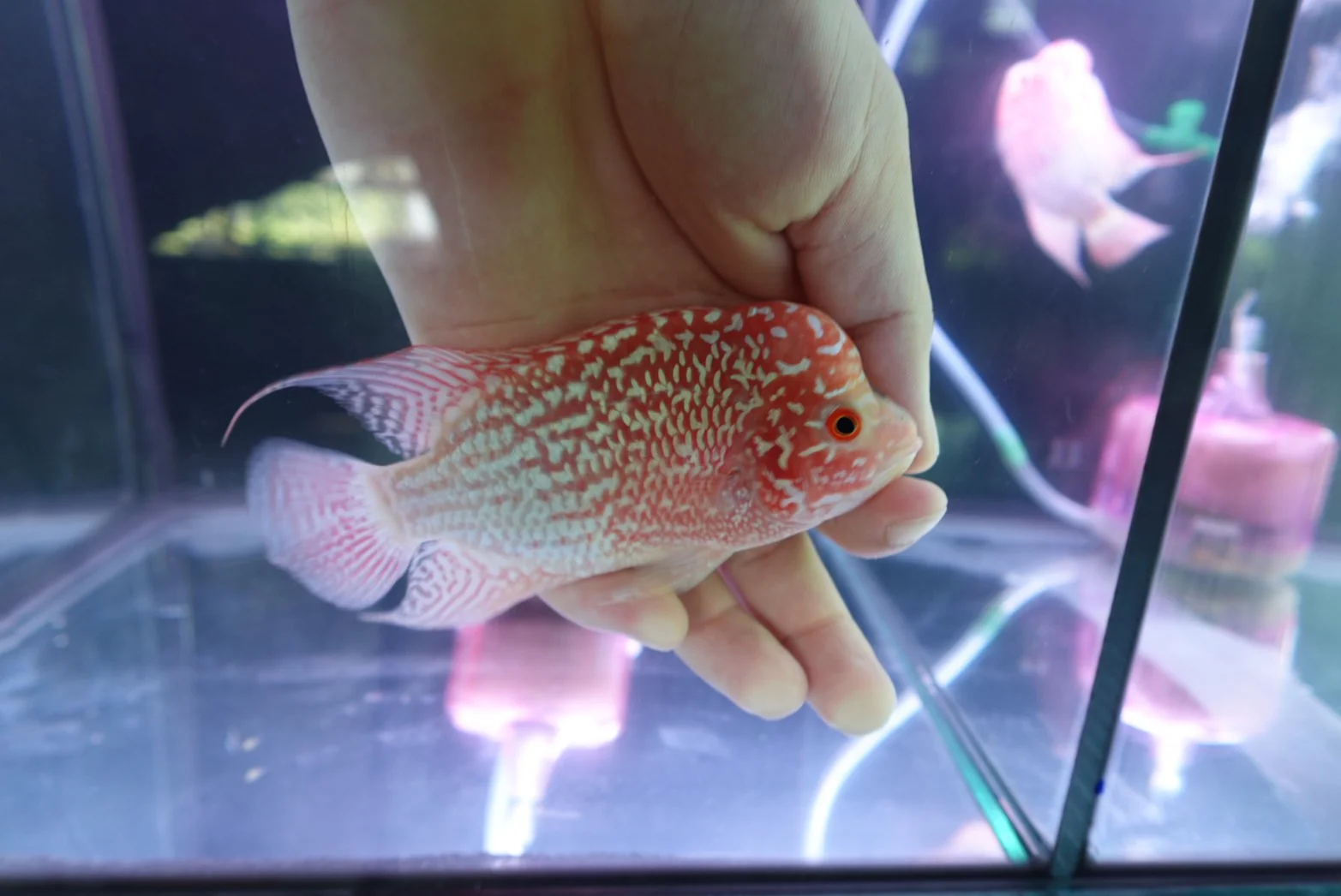 Rare Kamfa Golden Base Flowerhorn 4 inch - Image 2