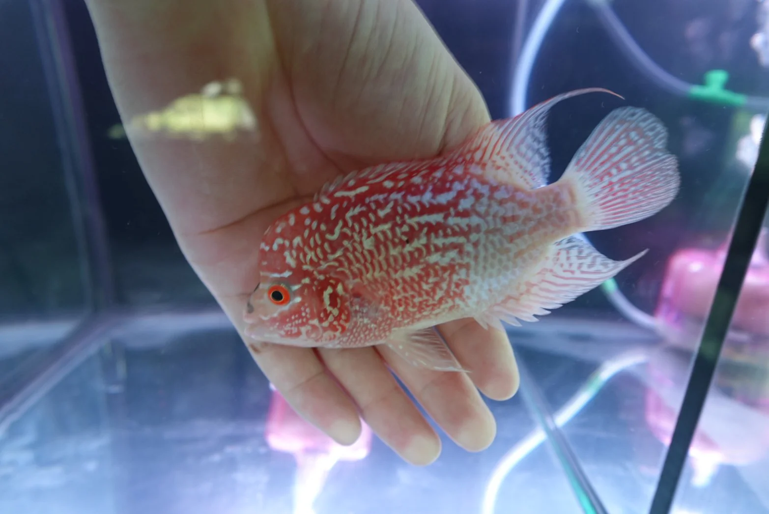 Rare Kamfa Golden Base Flowerhorn 4 inch - Image 3