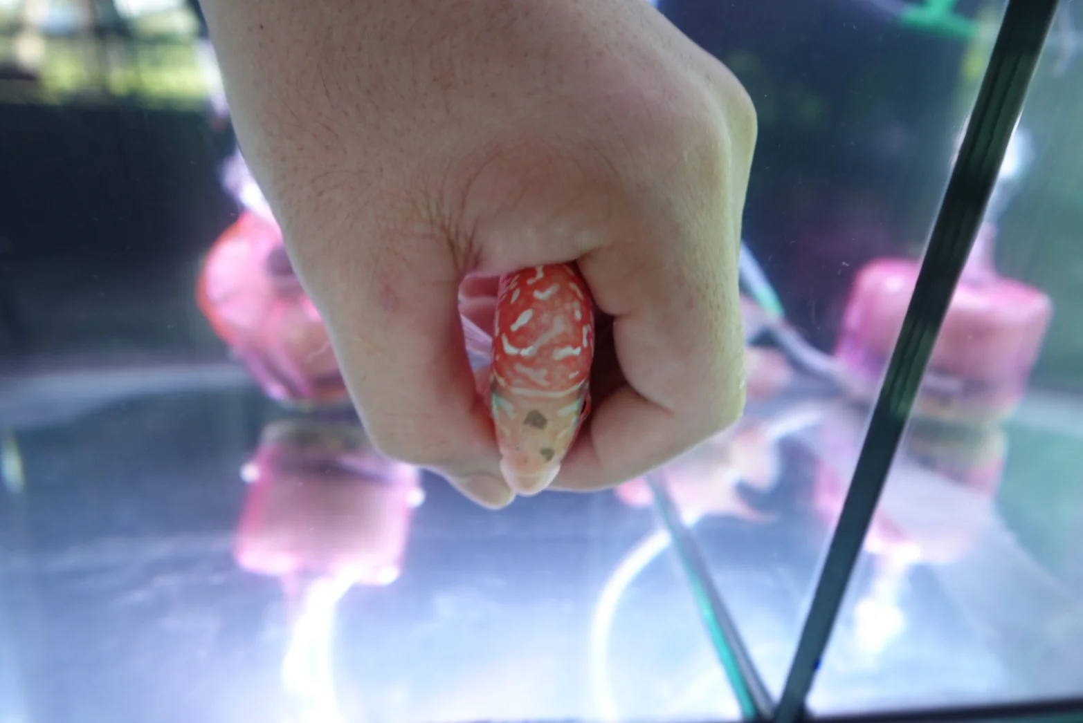 Rare Kamfa Golden Base Flowerhorn 4 inch - Image 4