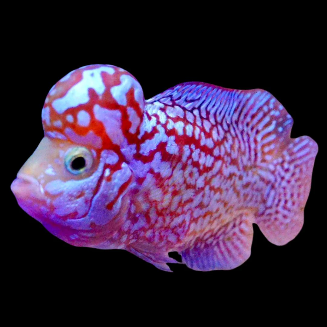 Rare Kamfa Golden Base Flowerhorn 4 inch