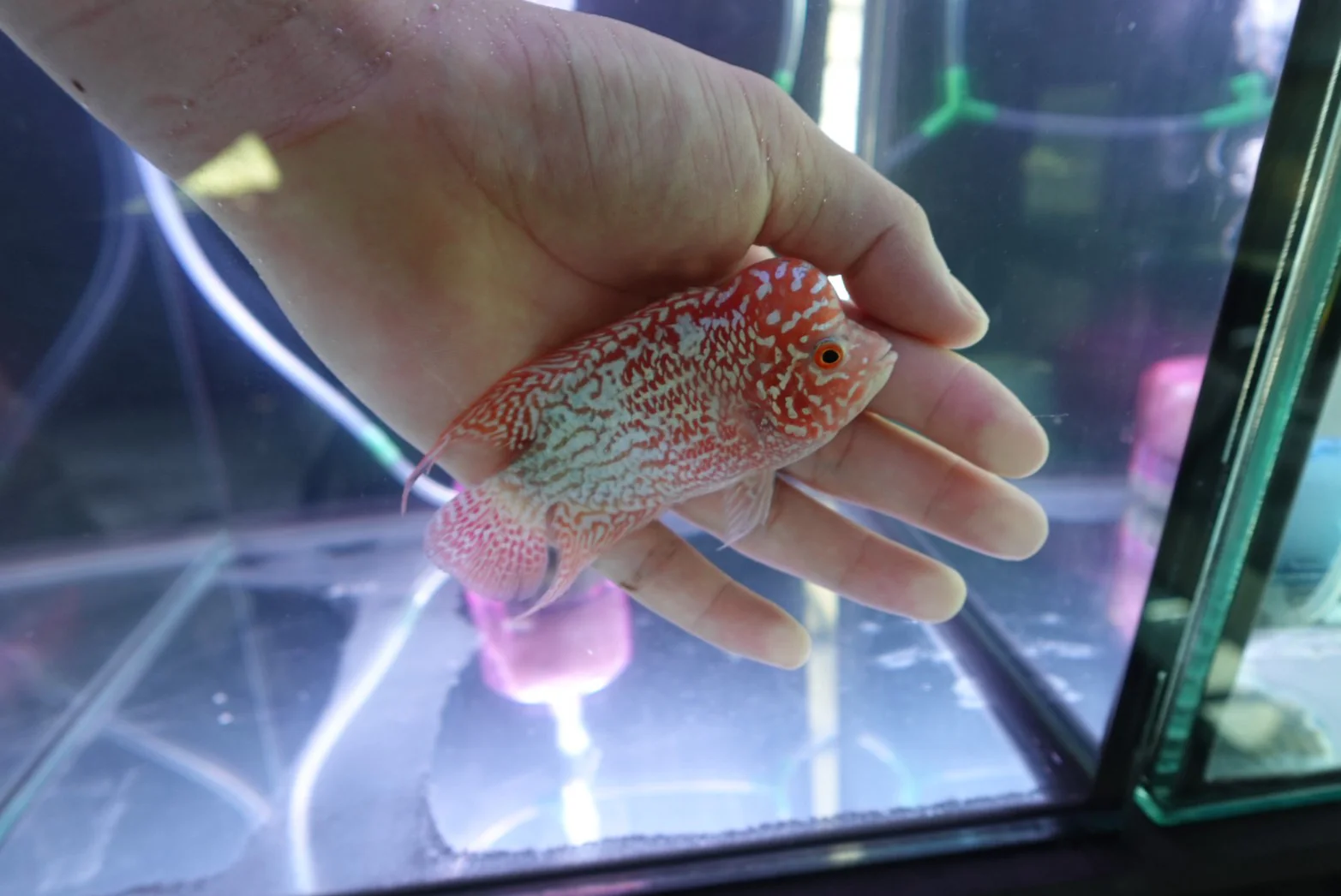 Rare Kamfa Golden Base Flowerhorn 4 inch - Image 2