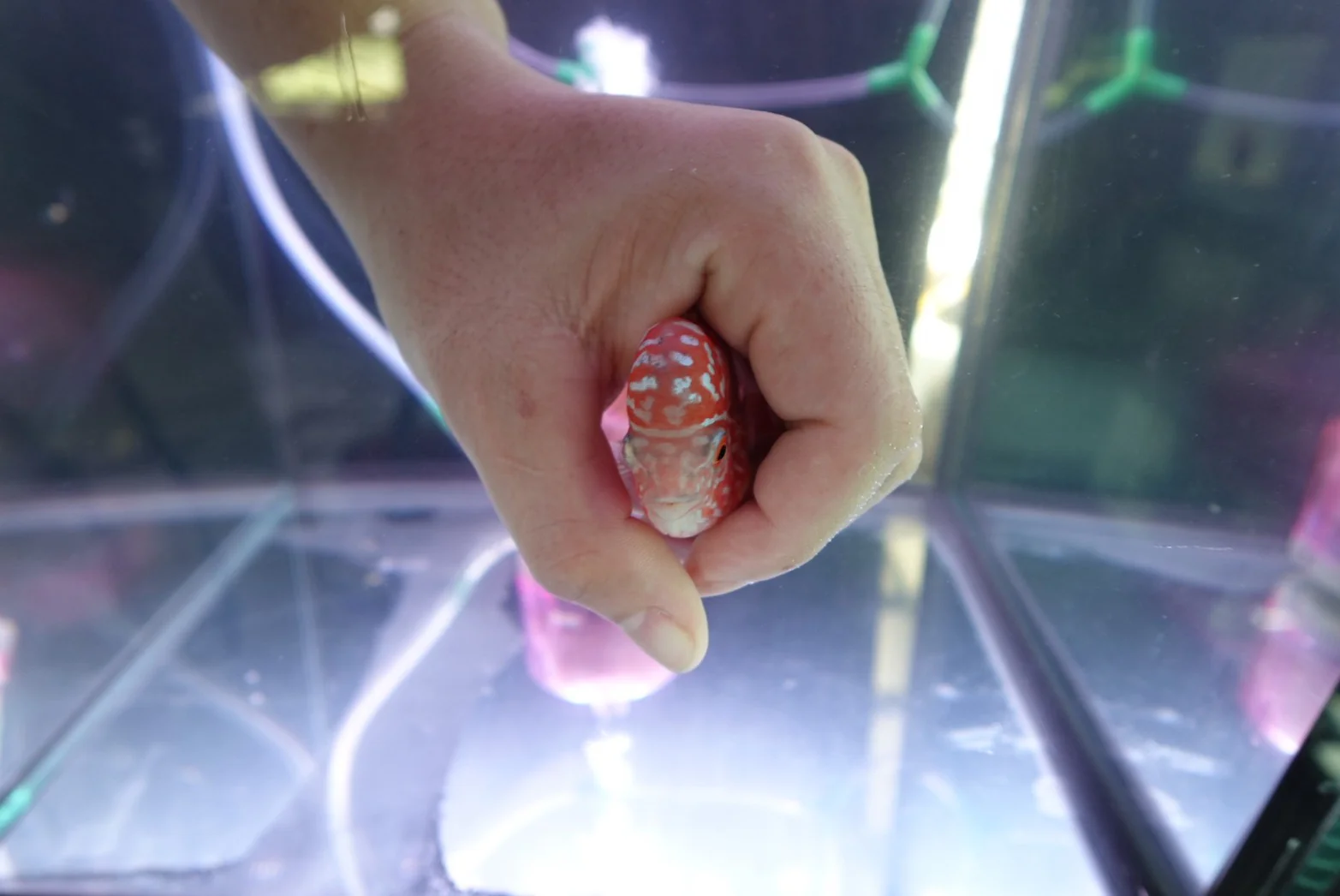 Rare Kamfa Golden Base Flowerhorn 4 inch - Image 4