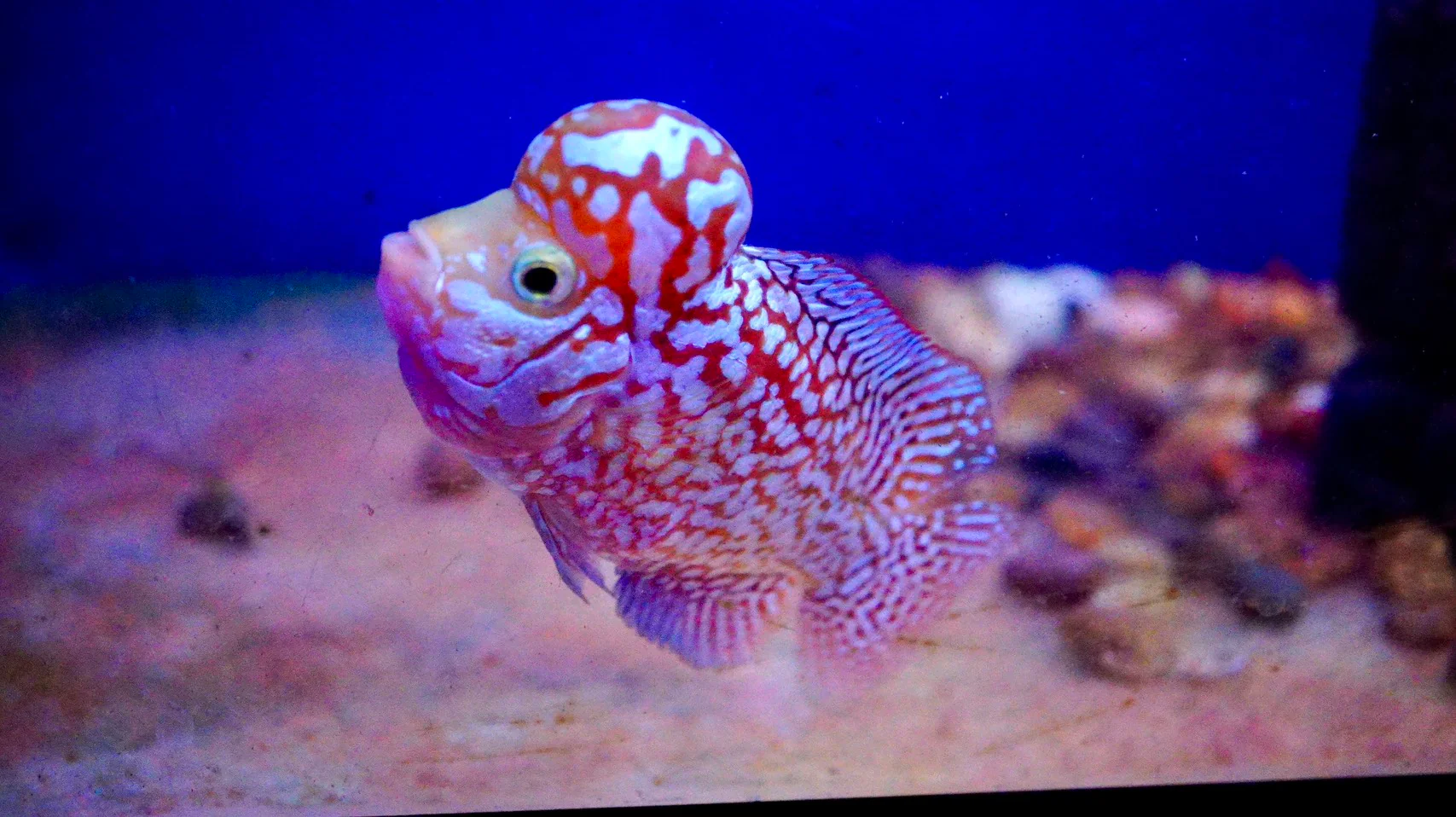 Rare Kamfa Golden Base Flowerhorn 4 inch - Image 2