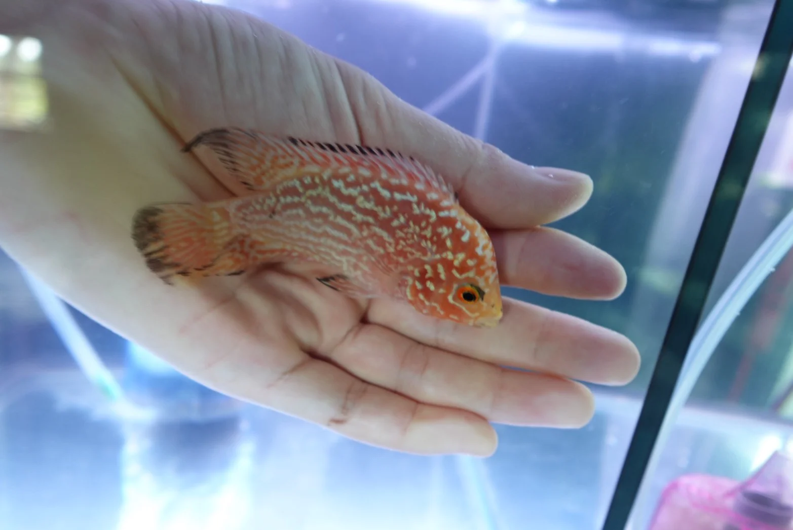 Rare Kamfa Golden Base Flowerhorn 4 inch - Image 2