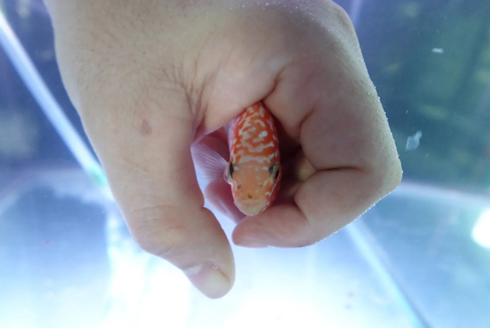 Rare Kamfa Golden Base Flowerhorn 4 inch - Image 3