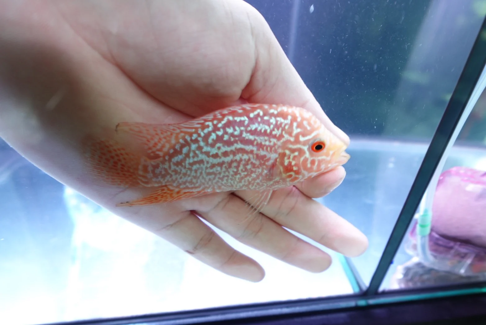 Rare Kamfa Golden Base Flowerhorn 4 inch - Image 2