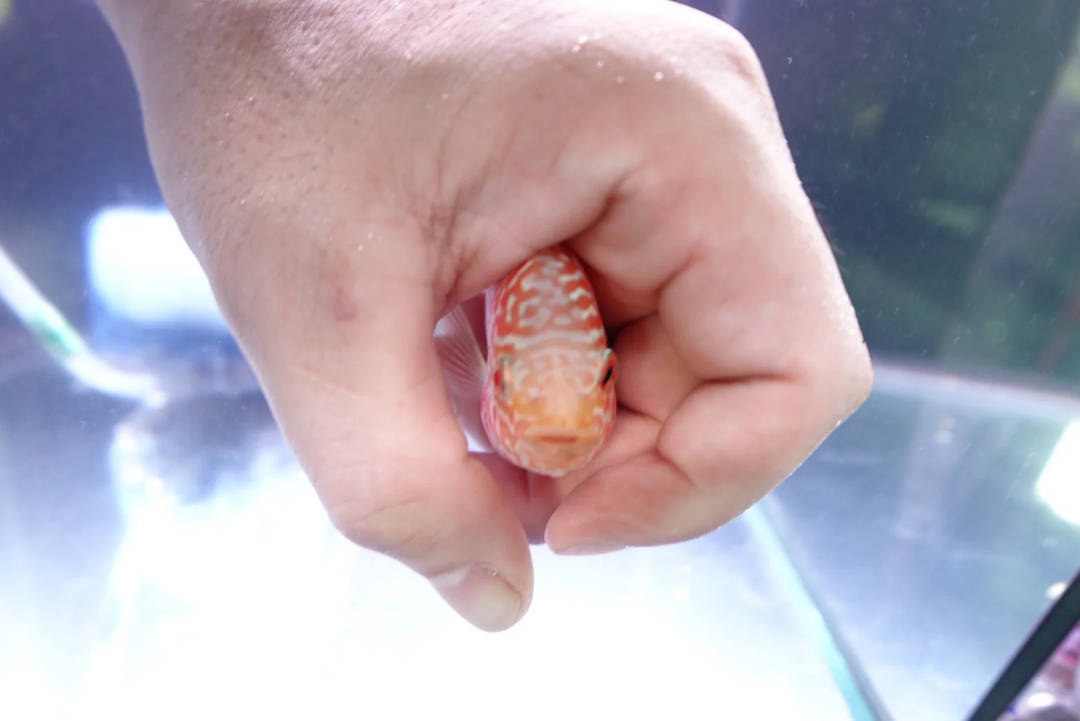 Rare Kamfa Golden Base Flowerhorn 4 inch - Image 3