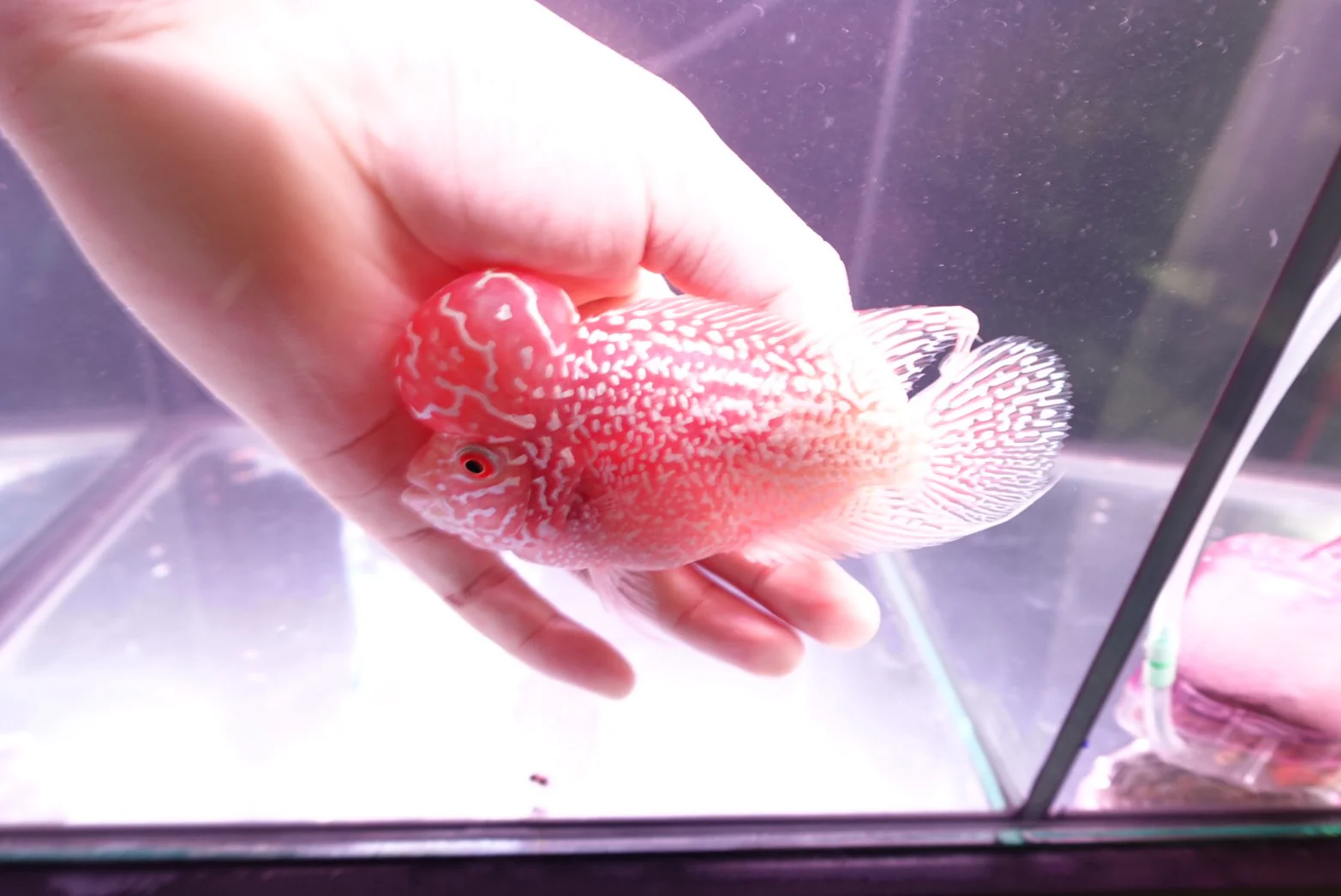Rare Kamfa Golden Base Flowerhorn 5 inch - Image 2