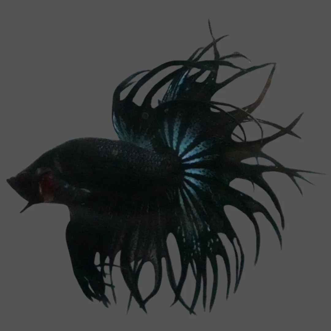 Rare King Crowntail Betta Fish (MALE)