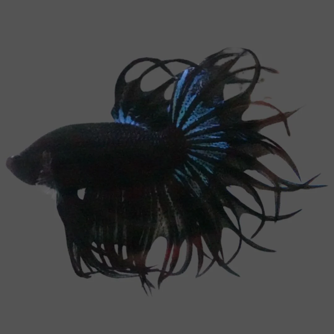 Rare King Crowntail Betta Fish (MALE)