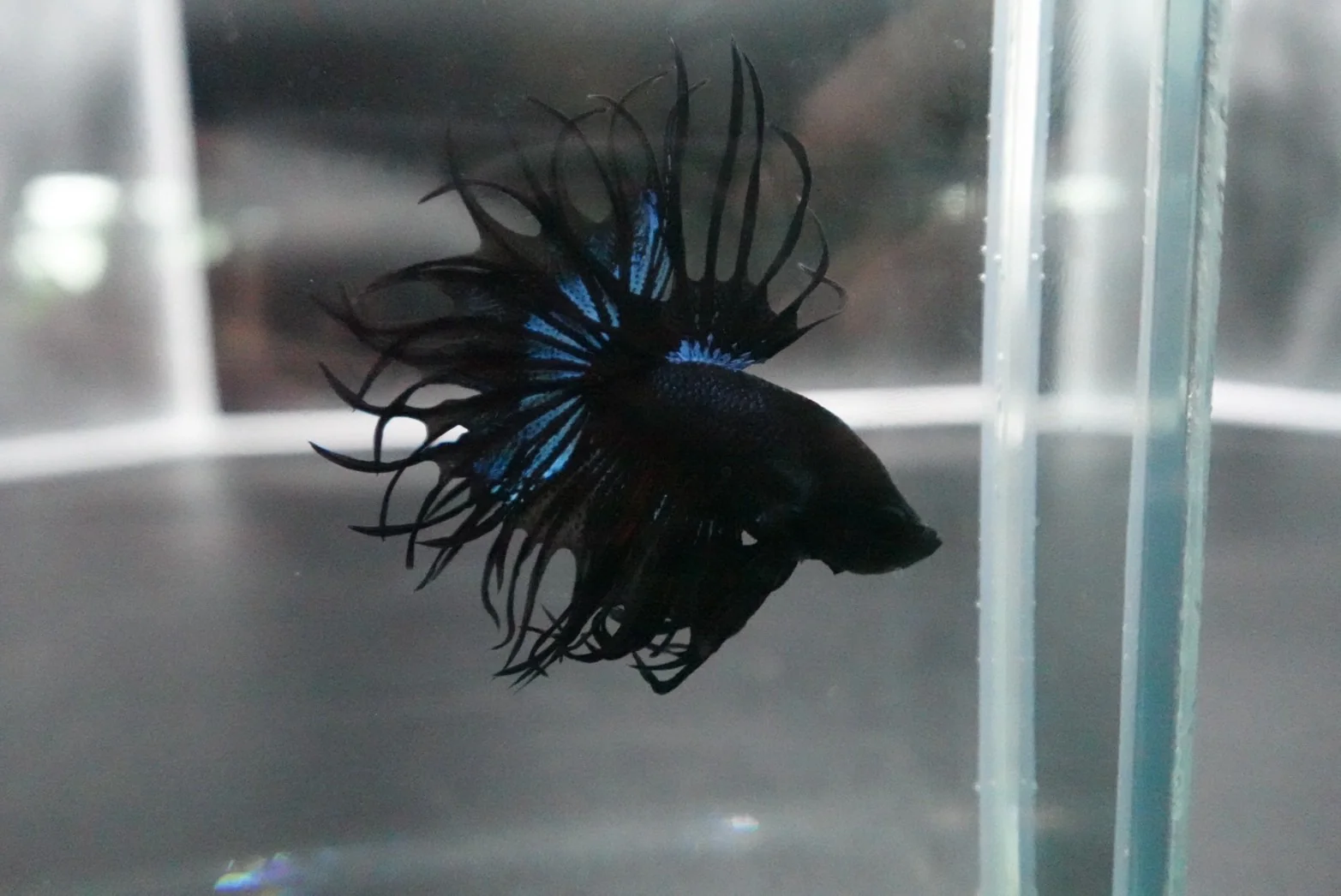 Rare King Crowntail Betta Fish (MALE) - Image 2