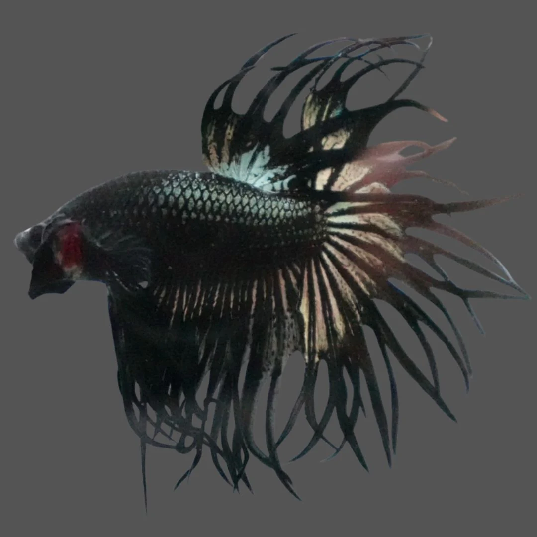 Rare King Crowntail Betta Fish (MALE)