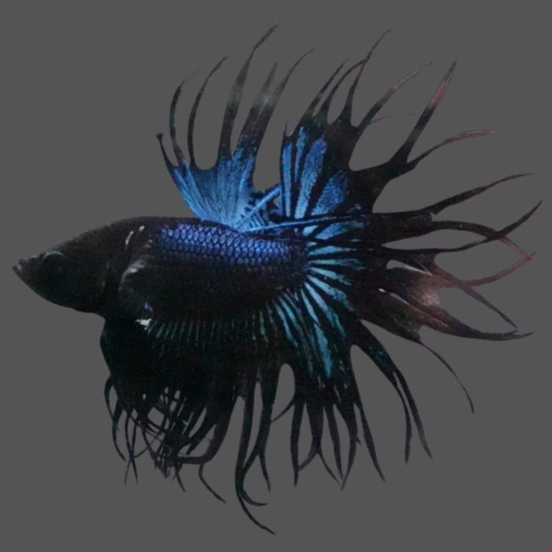 Rare King Crowntail Betta Fish (MALE)