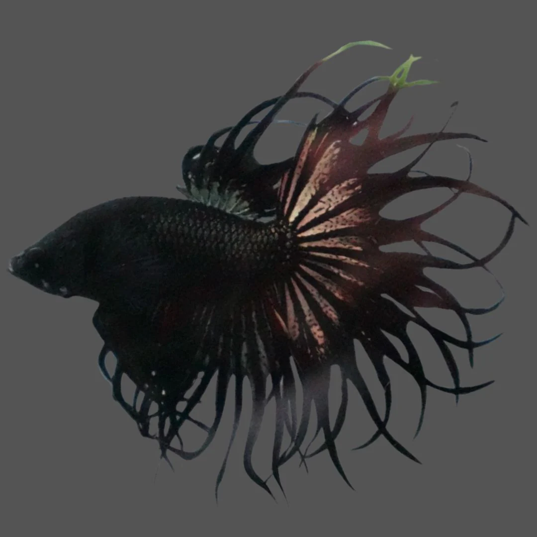 Rare King Crowntail Betta Fish (MALE)