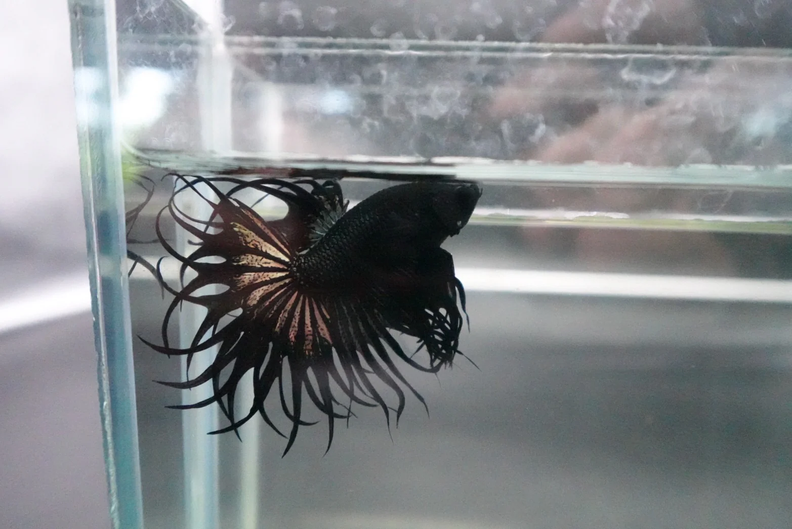 Rare King Crowntail Betta Fish (MALE) - Image 2