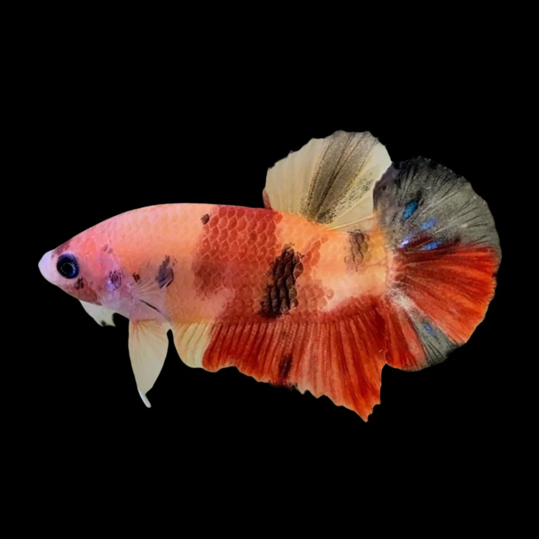 Rare Koi Betta Fish (Male)