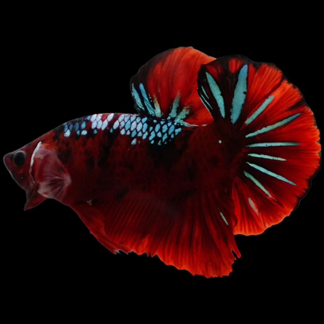 Rare Koi Multicolors Betta Fish (Male)