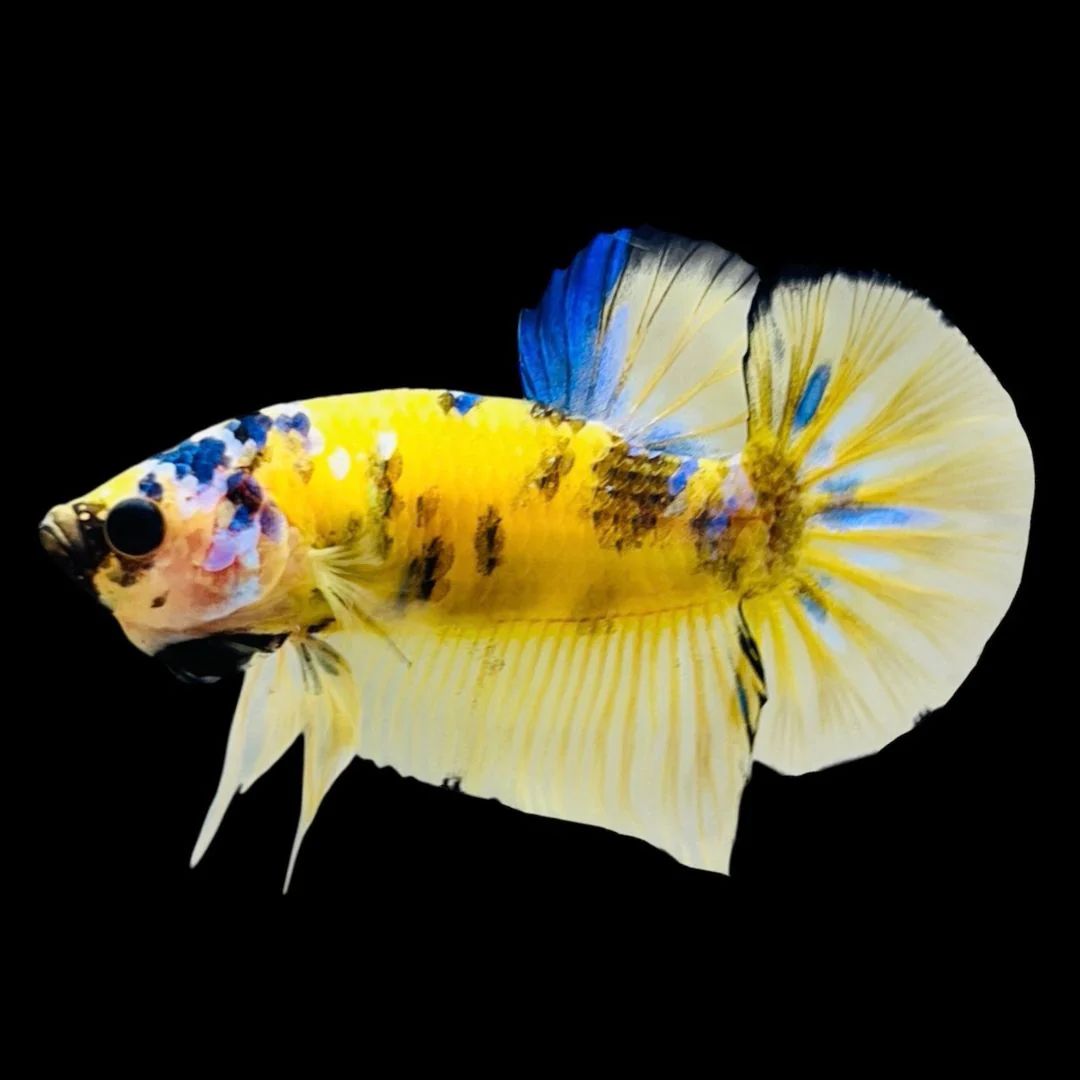 Rare Koi Multicolors Betta Fish (Male)